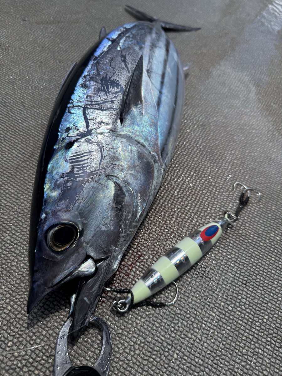anacon5716's tweet photo. 高知県民はお盆休み何をして過ごすかって？カツオ釣りに行くに決まってるだろ？ https://t.co/F9OQmAWXg1