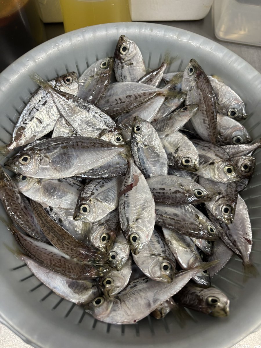 gunitdipset's tweet photo. ヒイラギの山椒揚げ250円やります🐟

ふわふわな身をカリッと✨

御来店お待ちしております♪

#301餃子🥟 https://t.co/YBvJXCsW8B