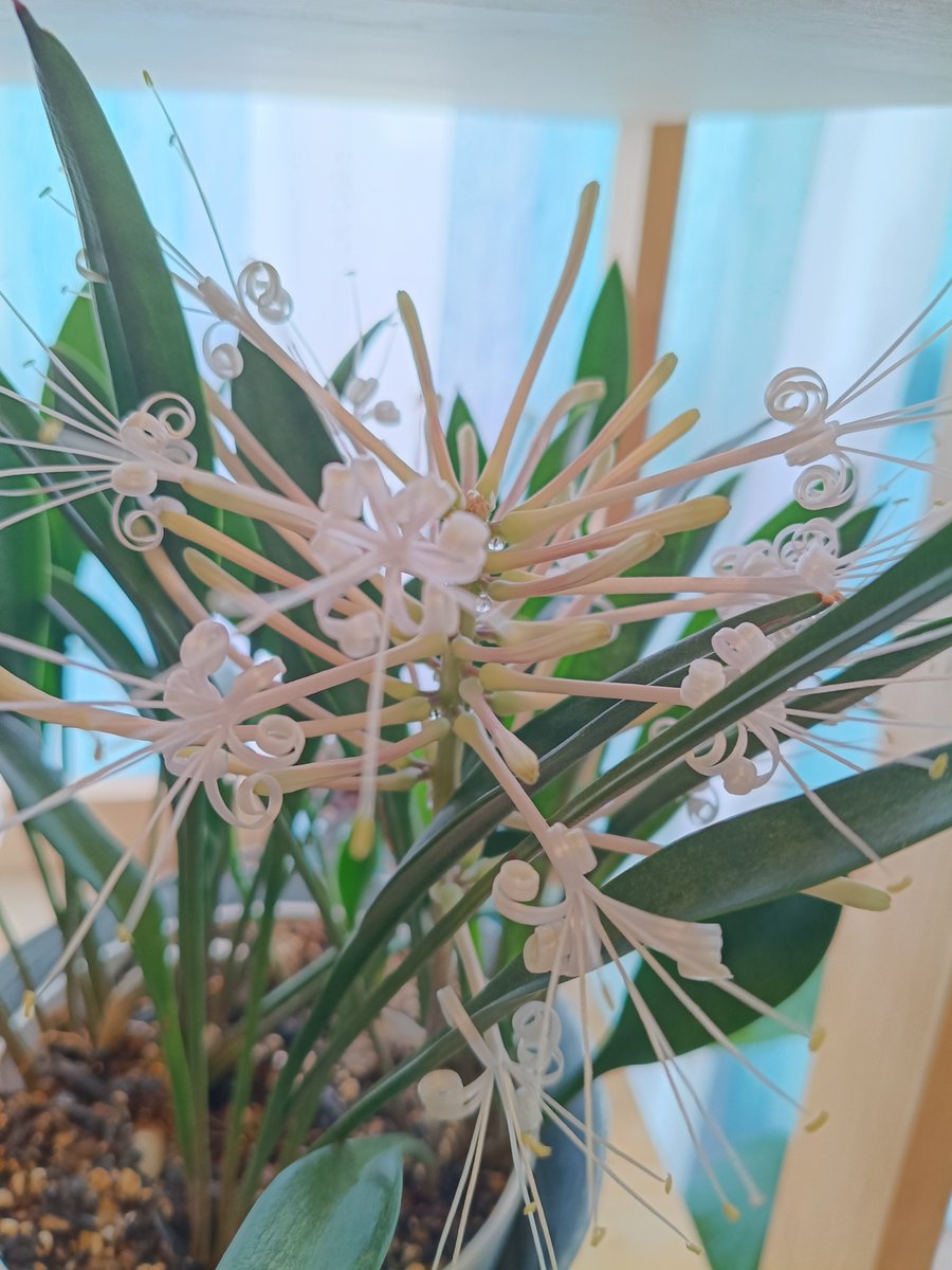LUNAR1125's tweet photo. サンスベリア
スプーンリーフ
ついに花が咲いた！
なんか甘ーい香りがする…… https://t.co/dx3oi73F2R