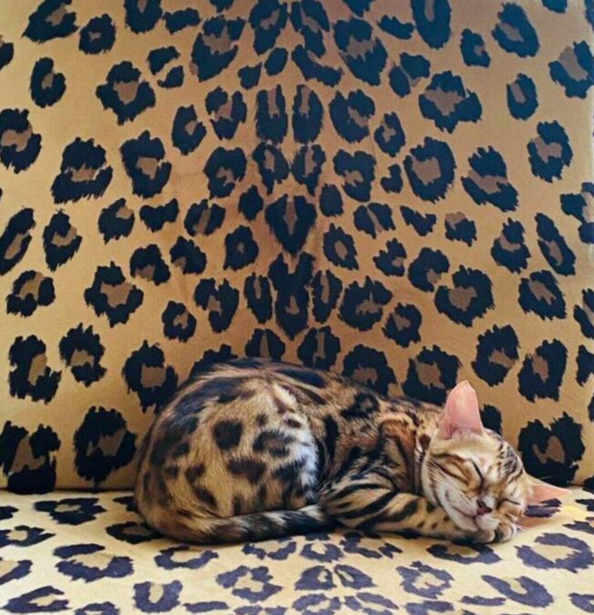 ALEJANDRATaha's tweet photo. 🐆🐱🐆 ......🤔🧐....... 😅🤣😇
OK..... AND THE CUTE KITTY???
#CAT #Cutekitten #Lovecat ......🐆🐱🐆 https://t.co/pVbtUwRawL