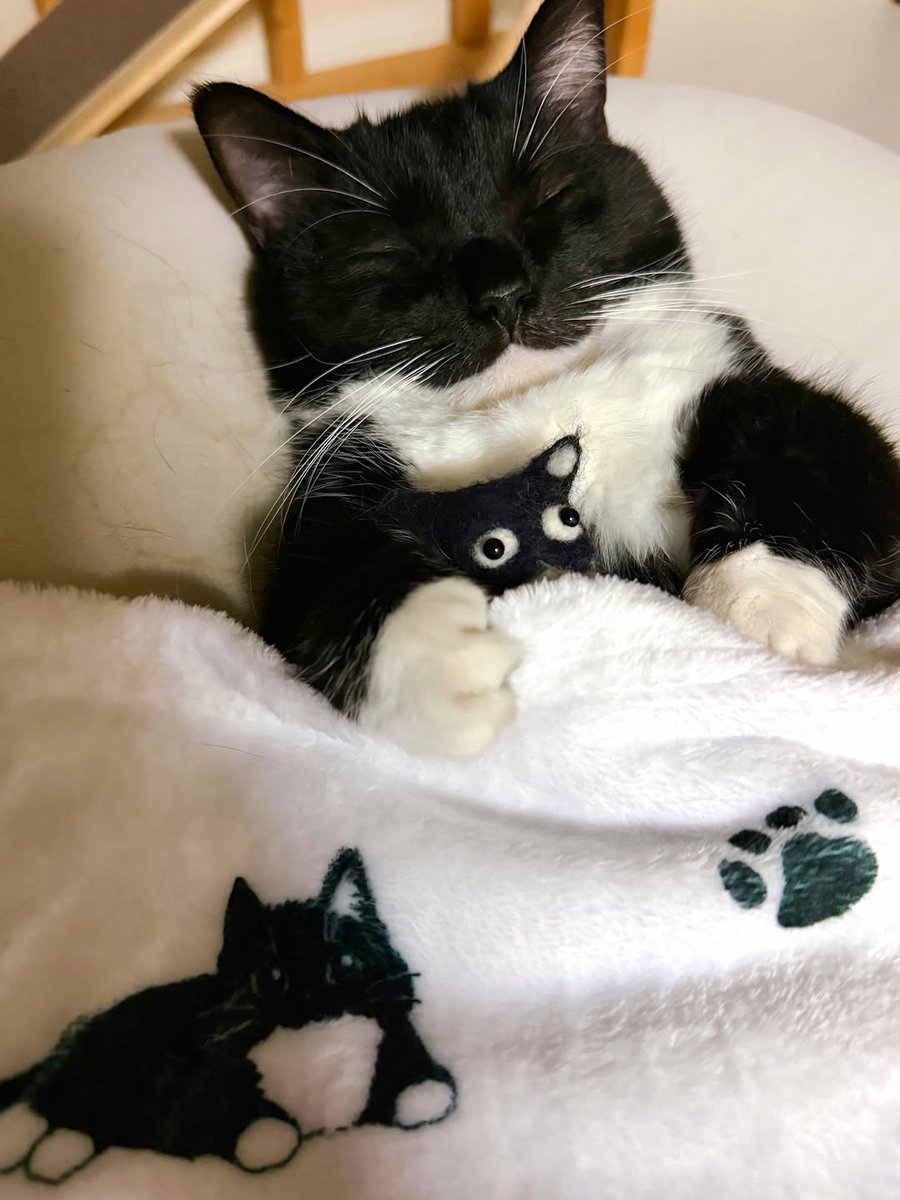 Miaw's tweet photo. Sweet dreams with my mini-me https://t.co/sBnUtzzjU6