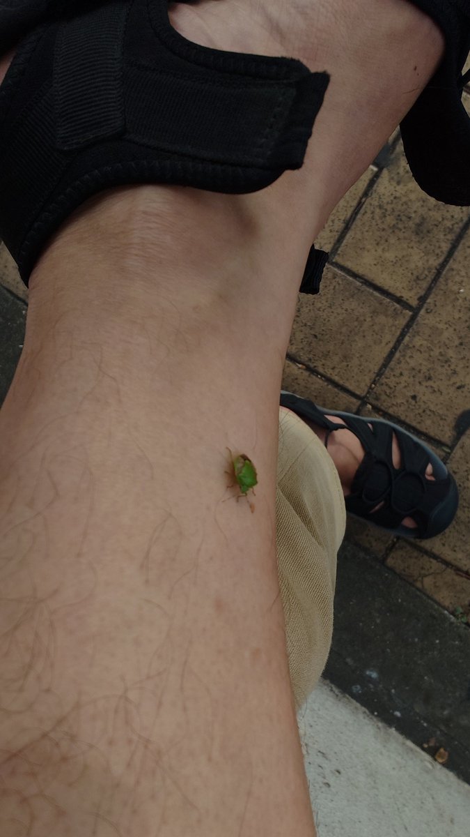 banththtsune's tweet photo. stinkbug on the leg https://t.co/w6bn0vBkZi