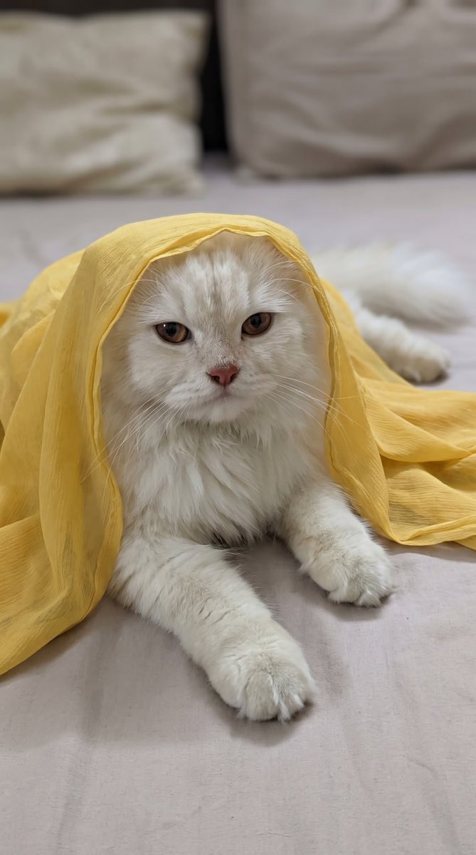 Pere99Ashley's tweet photo. @binance Happy International Cat Day! 💛🐈

@binance https://t.co/EL8NJdKQKv