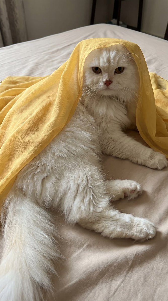 Pere99Ashley's tweet photo. @binance Happy International Cat Day! 💛🐈

@binance https://t.co/EL8NJdKQKv