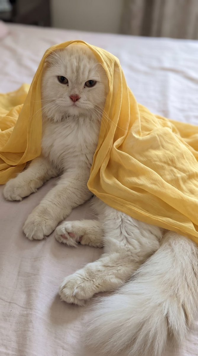 Pere99Ashley's tweet photo. @binance Happy International Cat Day! 💛🐈

@binance https://t.co/EL8NJdKQKv