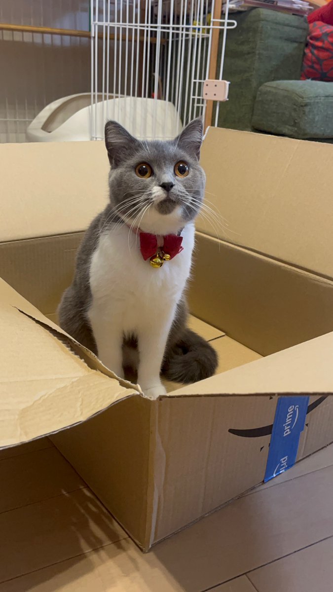 koma_tsukicat's tweet photo. おはようございます☀️

Amazonからお届けもので〜す📦🐱🤍

Good morning! ☀️
Special delivery! 📦🐱
#CatInABox #SpecialDelivery https://t.co/pNyuEX0I9P