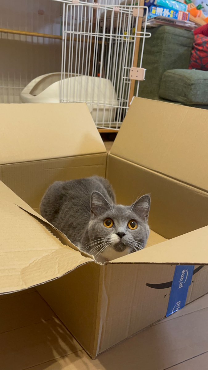 koma_tsukicat's tweet photo. おはようございます☀️

Amazonからお届けもので〜す📦🐱🤍

Good morning! ☀️
Special delivery! 📦🐱
#CatInABox #SpecialDelivery https://t.co/pNyuEX0I9P