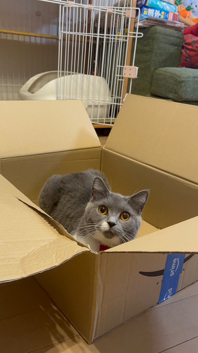 koma_tsukicat's tweet photo. おはようございます☀️

Amazonからお届けもので〜す📦🐱🤍

Good morning! ☀️
Special delivery! 📦🐱
#CatInABox #SpecialDelivery https://t.co/pNyuEX0I9P