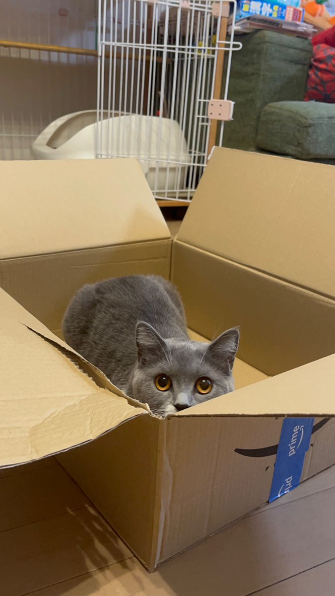 koma_tsukicat's tweet photo. おはようございます☀️

Amazonからお届けもので〜す📦🐱🤍

Good morning! ☀️
Special delivery! 📦🐱
#CatInABox #SpecialDelivery https://t.co/pNyuEX0I9P