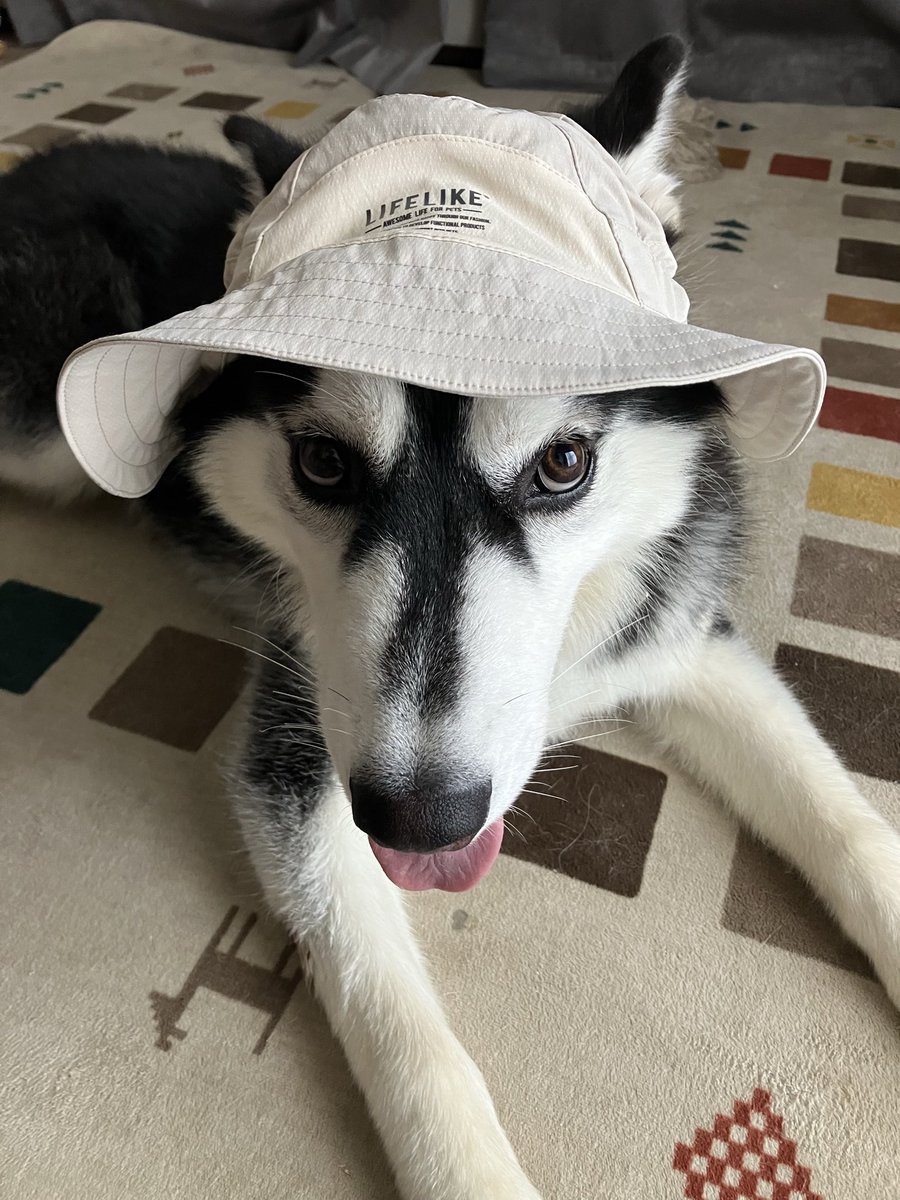 kkk_aot's tweet photo. 帽子が似合うイッヌ🐺

あんまりお気に召してない気がするが。 https://t.co/48ZkVyGEup