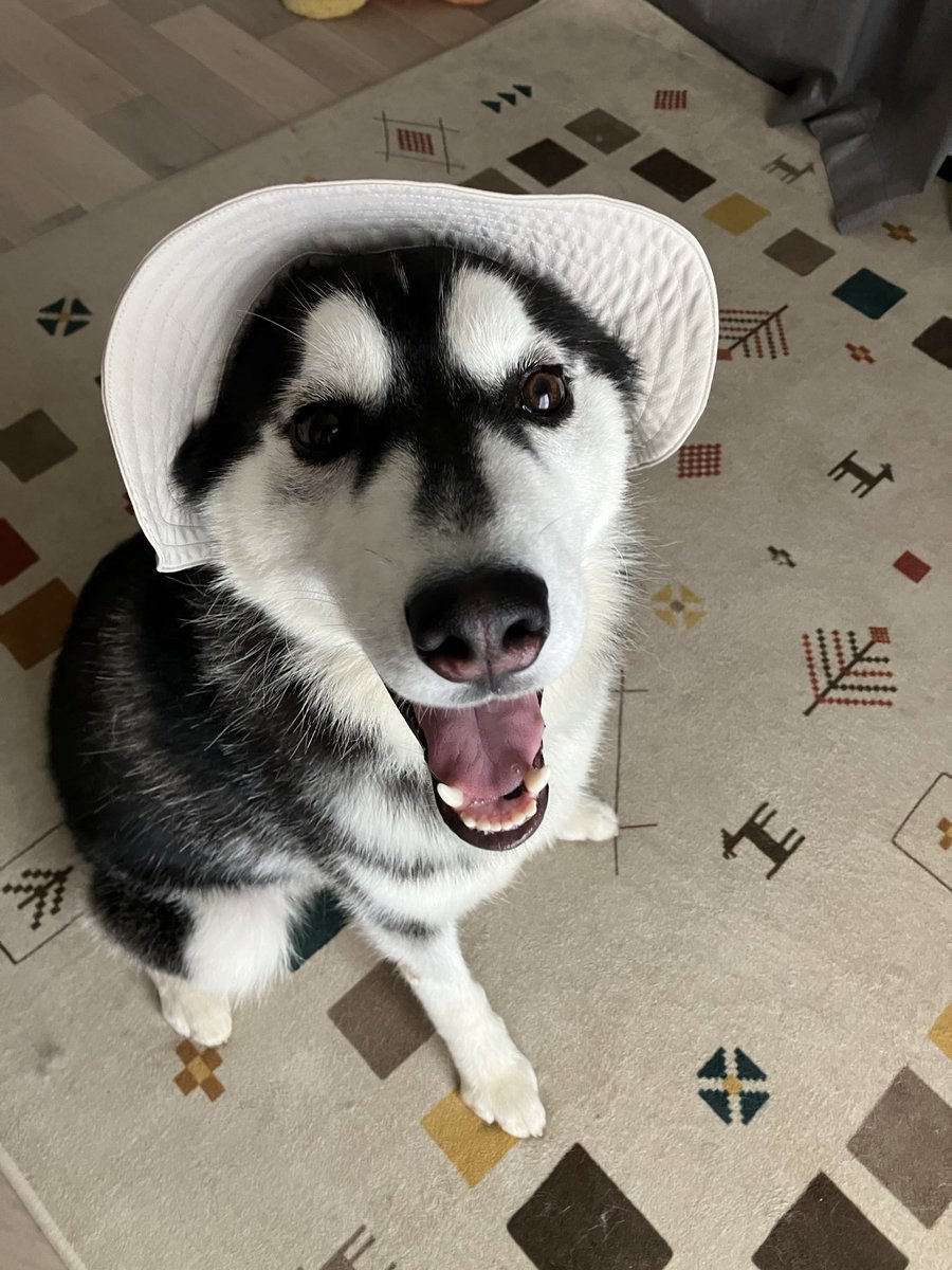 kkk_aot's tweet photo. 帽子が似合うイッヌ🐺

あんまりお気に召してない気がするが。 https://t.co/48ZkVyGEup