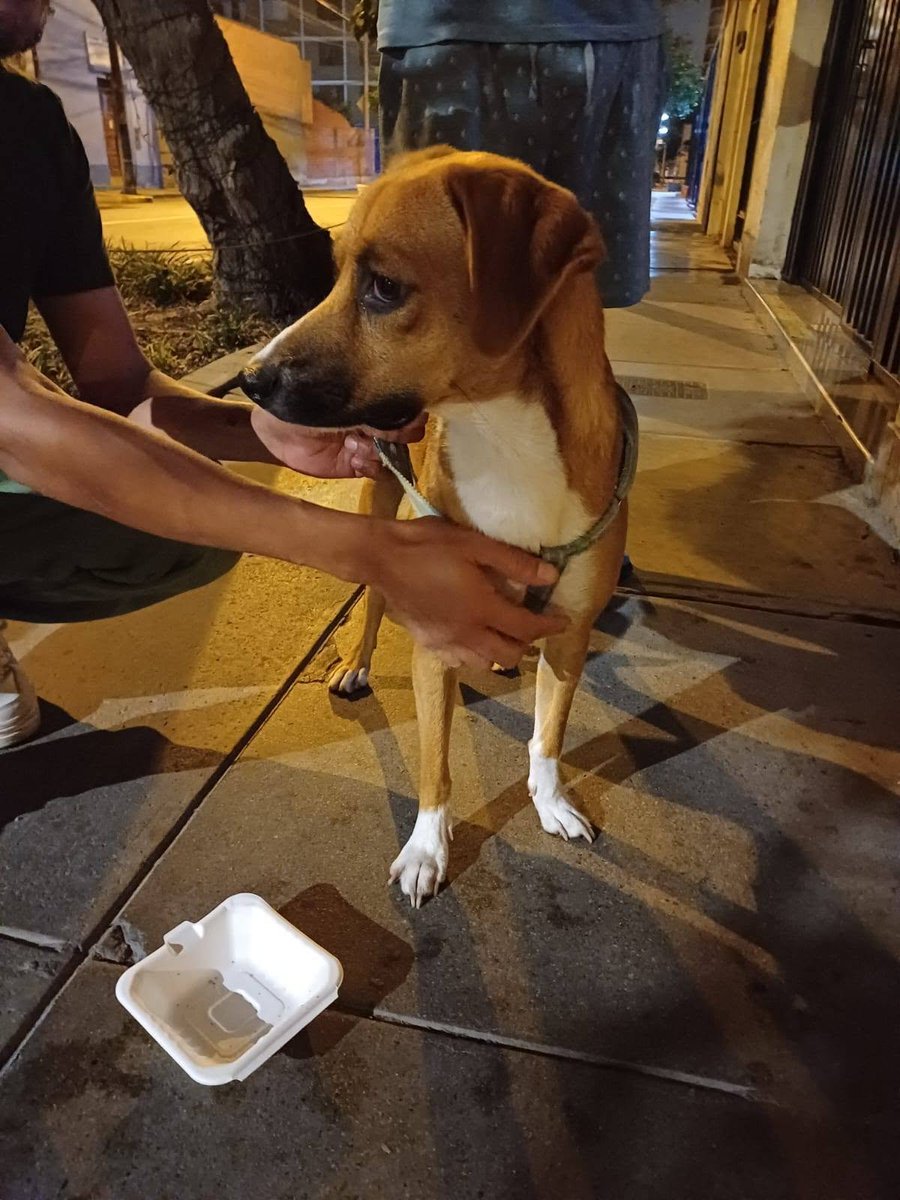 CarlosGGarcia_'s tweet photo. En plena madrugada encontramos un perrito perdido en Miraflores. Nadie alrededor pregunta por él. Tiene su correa puesta. Es muy juguetón. https://t.co/bzmRltH9gv