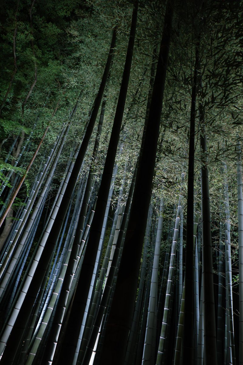 pya3_jp's tweet photo. 京都・青蓮院門跡の特別夜間拝観へ。
久しぶりにLeica D-LUX 8を持ち出しました。 https://t.co/PQSLDtKKAb