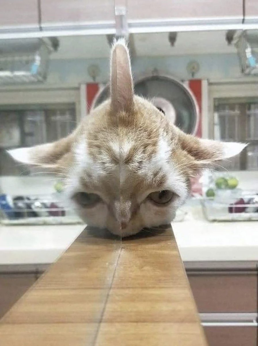 WeAssessCats's tweet photo. Can I this 3 ear creamture https://t.co/54c4az4Ako