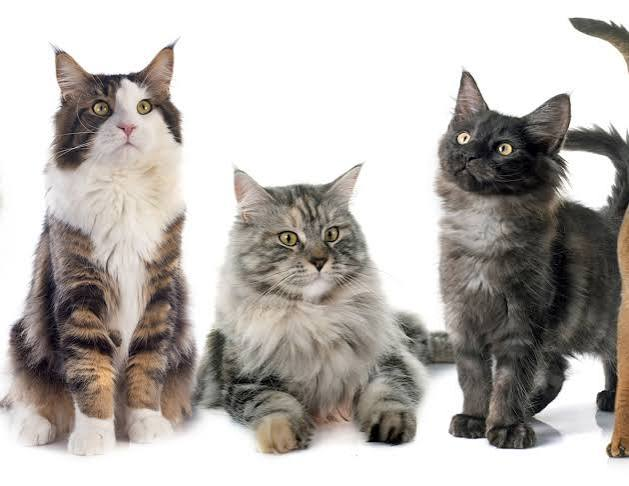 LeidyJoha0610's tweet photo. Los gatos dominan internet, pero ¿sabías que su biología y comportamiento son aún más fascinantes que sus memes? 🐱👇

Aquí te dejo 7 datos sobre los gatos que probablemente no conocías (y que cambiarán cómo ves a tu michi): 🧵 https://t.co/JCiNNQGYJ2