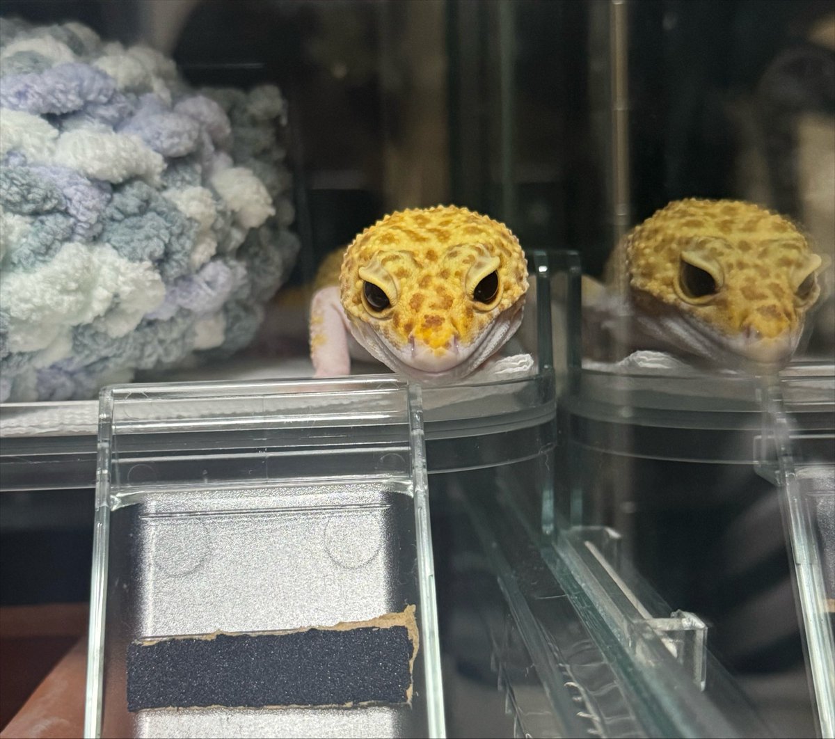 gecko_sky's tweet photo. 階下に降りようかな？ https://t.co/bb5OO3WMGa