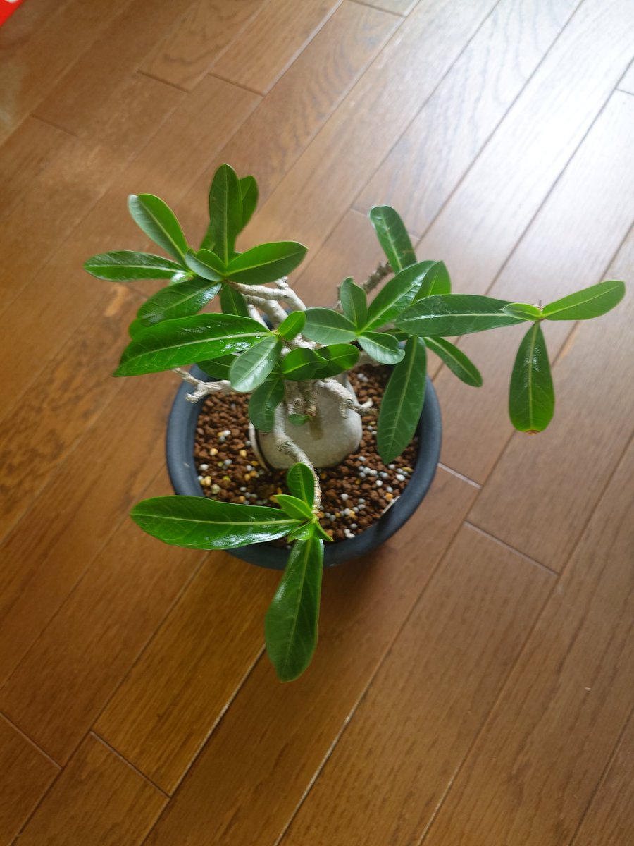 hondashi6_6's tweet photo. もう8年になるんですって。
#TEAM_HA #アデニウム #アラビカム #Adenium #arabicum #グリーンマルシェ #グリーンマルシェ横浜2018 #greenmarche https://t.co/J9bzzXIVBm