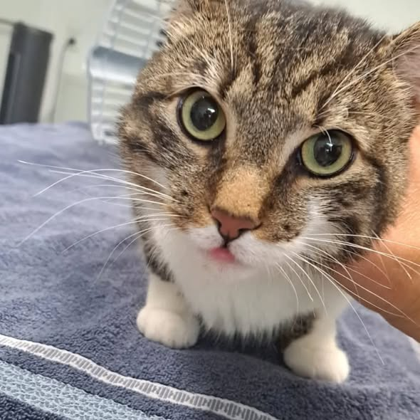 yolandaschultes's tweet photo. 56112 ; Lahnstein · Oberlahnstein
Katze in einer Transportbox, am Feldweg ausgesetzt
Kopie Tierheim Montabaur
Ausgesetzt📷Wer kennt diesen Kater📷
Dieser kastrierte Kater wurde gestern in einer Transportbox am Feldweg gefunden. Der Box lag ein Zettel bei, welcher uns mal wieder die Sprache verschlug. Leider konnte uns die ortsfremde und durchreisende Familie nicht den genauen Ort nennen. Sie fanden ihn, als sie ihr Baby wickeln wollten, auf dem Weg von Oberlahnstein über Montabaur auf die A3. Leider hatten wir in den vergangenen Tagen auch keine telefonische Abgabeanfrage zu Tortellini, welche wir zurückverfolgen könnten.
Heute ist "Weltkatzentag" und wie jedes Jahr um diese Zeit, sind wir seit Wochen überfüllt. Energie und Platzkapazität sind durchweg am Limit und es wird jedes Jahr schlimmer. Immer häufiger werden verwilderte Katzen mit teils kranken Kitten gemeldet. Immer öfter erhalten wir Anrufe zu verletzten, verwilderten Katern. Oftmals wird sich erst gemeldet, wenn die Tiere trächtig oder krank sind. Zuvor werden die Tiere bereits monate- oder jahrelang unkastriert im Garten gefüttert. Erst bei Problemen wird der Tierschutz informiert. Genau dieses Verhalten verschlimmert die Situation auf den Dörfern jedes Jahr zunehmend. Hinzu kommen viele unkastrierte Freigänger, welche das Leid hauptsächlich verursachen.
Die Änderung dieser Situation liegt in der Hand (nicht registrierter) fütternder Anwohner, sowie Besitzer unkastrierter Tiere und der Ordnungsämter (fehlende Katzenschutzverordnung)!
Wie ihr helfen könnt:
- verwilderte Katzen melden (wir helfen sobald es uns möglich ist)
- Freigänger kastrieren lassen
- Tierheime finanziell bei Kastrationskosten oder mit Kittenfutter und Katzenstreu unterstützen
-Pflegestellen für Katzenkinder und tragende Mütter anbieten
Danke
+49 2602 180826
info@tierheim-montabaur.de
