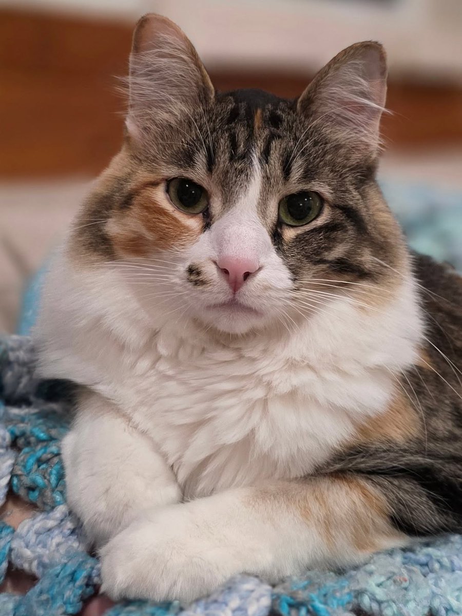cassandrafofnhm's tweet photo. My grid needs more cat action. Enjoy this portrait of Lulu 🥰😍 https://t.co/Xa3JNP4z7x