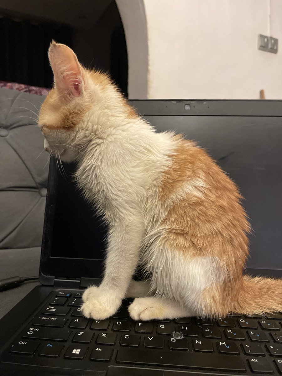 Ademihju's tweet photo. 😻 https://t.co/FIssSAscD0