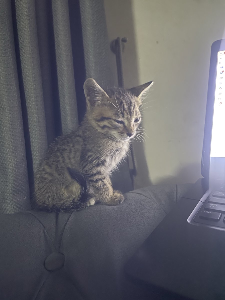 Ademihju's tweet photo. 😻 https://t.co/FIssSAscD0