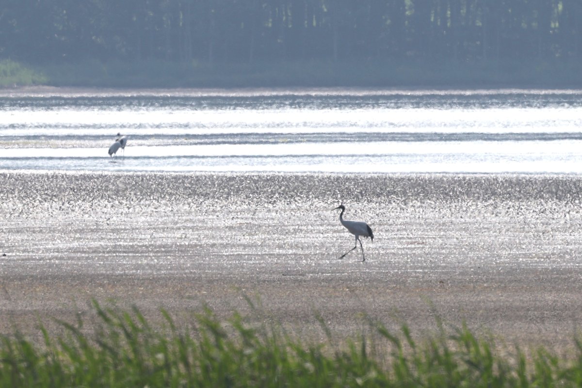 silkdarvish's tweet photo. タンチョウ
アオバト
エゾシカ
北海道・紋別市
2026.7月

凄く遠かったし、逆光、陽炎でピント合わず残念。
 
#タンチョウ #アオバト #エゾシカ
#野鳥 #野鳥撮影 #野鳥観察 #バードウォッチング
#birdwatching #オホーツク #紋別 https://t.co/hMxiQ1U5Zu