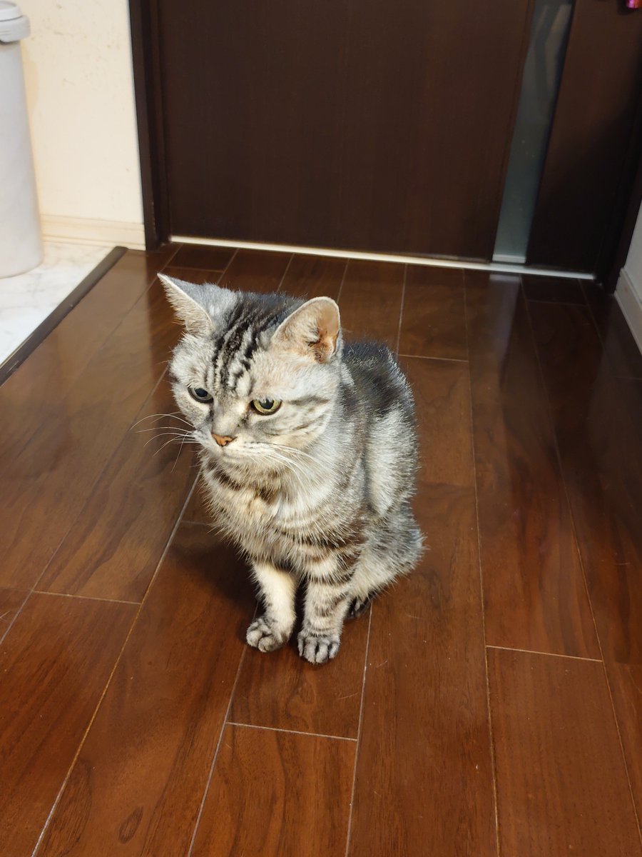 kensukebass's tweet photo. 世界猫の日らしいので
うち(実家)の猫置いときます https://t.co/LFHznD58x5