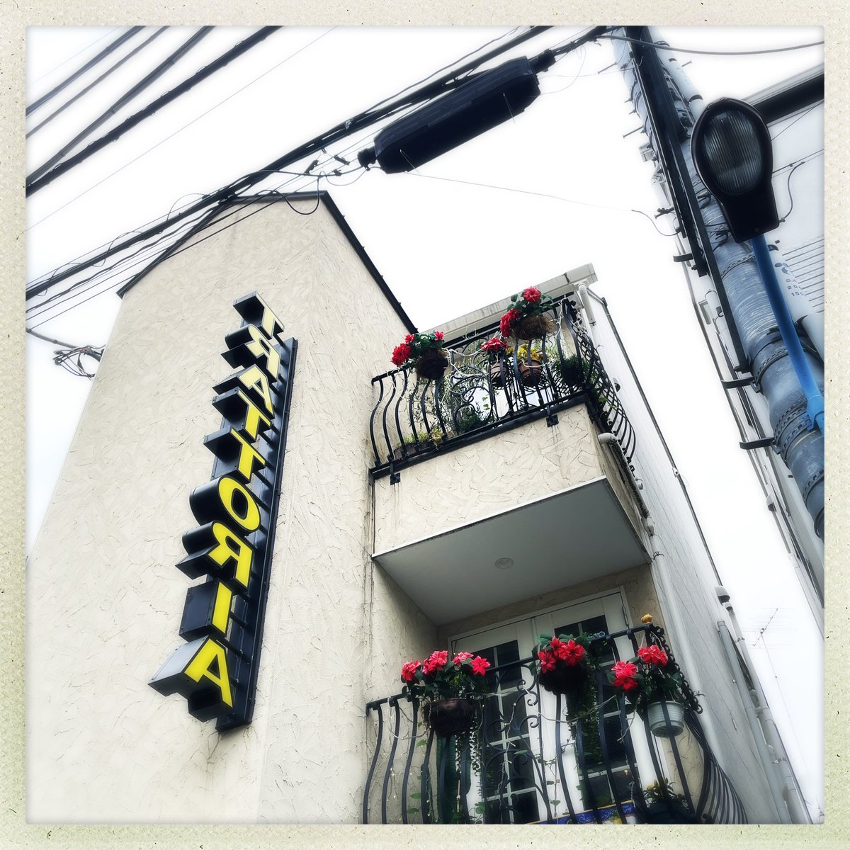 taromal_dolce's tweet photo. 行ってみたかった、神楽坂のトラットリアにも行けて満足！トラパネーゼ（ジェノベーゼがシチリアにもたらされて、アーモンドとトマトでアレンジされたものらしい）はフォークを口に運ぶのが止まらなくなる美味しさでした😋（そしてあっという間になくなる） https://t.co/vg9X5EGtsF