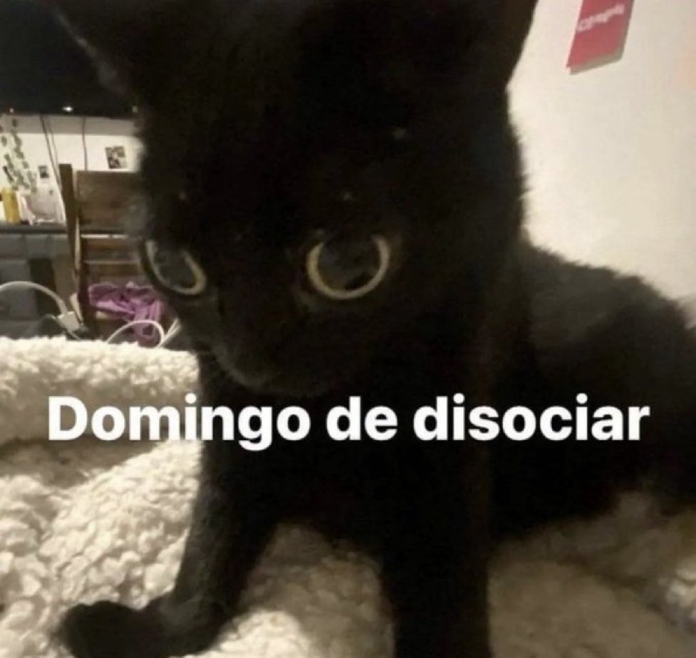 gatinarios's tweet photo. https://t.co/mIfeadONpb