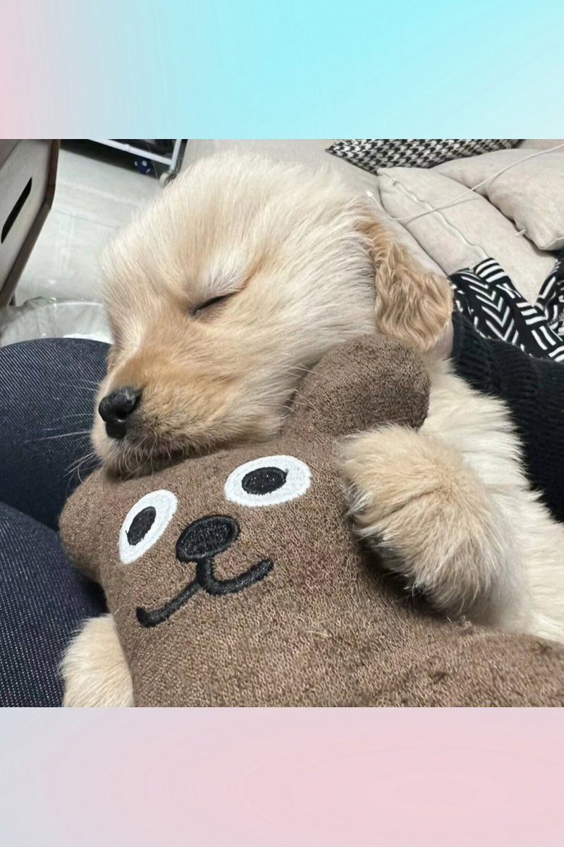 SarahAnusha's tweet photo. My golden retriever just curled up next to me as I worked—best office + coworker combo ever https://t.co/laozvKDxf6
