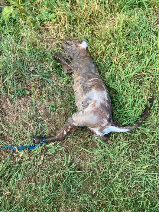 yolandaschultes's tweet photo. Kopie 
Achtung!
Wir haben eben geschockt diesen armen mittelgroßen Hund in Overath-Untereschbach aus der Sülz geholt und mit der Polizei versucht den Chip auszulesen. Die blaue Schnüre am Füßchen …. einfach nur grausam. Dieser Post soll Aufwecken, zum Hinschauen, nicht Wegschauen!!! Bei diesem niedrigen Wasserstand wird das arme Wesen nicht sehr weit weggetrieben sein… Wir sind einfach nur geschockt und unfassbar wütend!