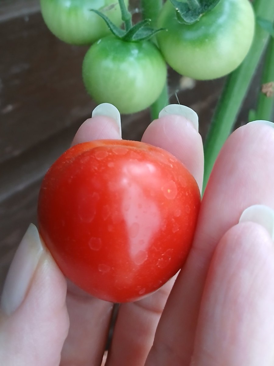 clairywairy88's tweet photo. So, another hot day to come and my #HomegrownTomatoes π
smell so good. Love popping out to the garden to pick them when needed. Good morning and wishing you all a Happy Sunday.x β€οΈ #AugustSunshine βοΈ https://t.co/TsDtPnavW5