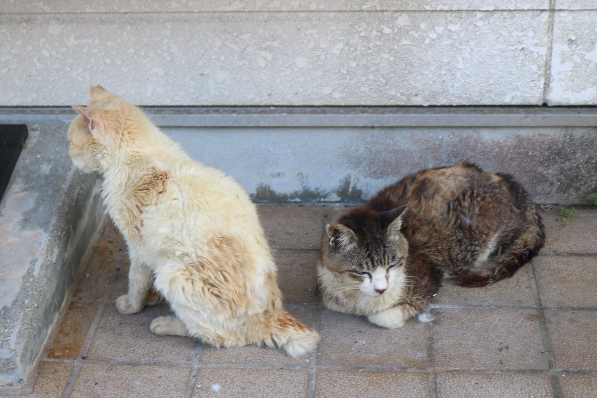aoshima_cat's tweet photo. 毎日暑くて、猫はバテている（そのB）

風通しのよい日陰で寝てばかりの毎日です。
夜になって涼しくなると、やっと猫たちは起き上がり行動をしています。 https://t.co/WPLlfSPDzb
