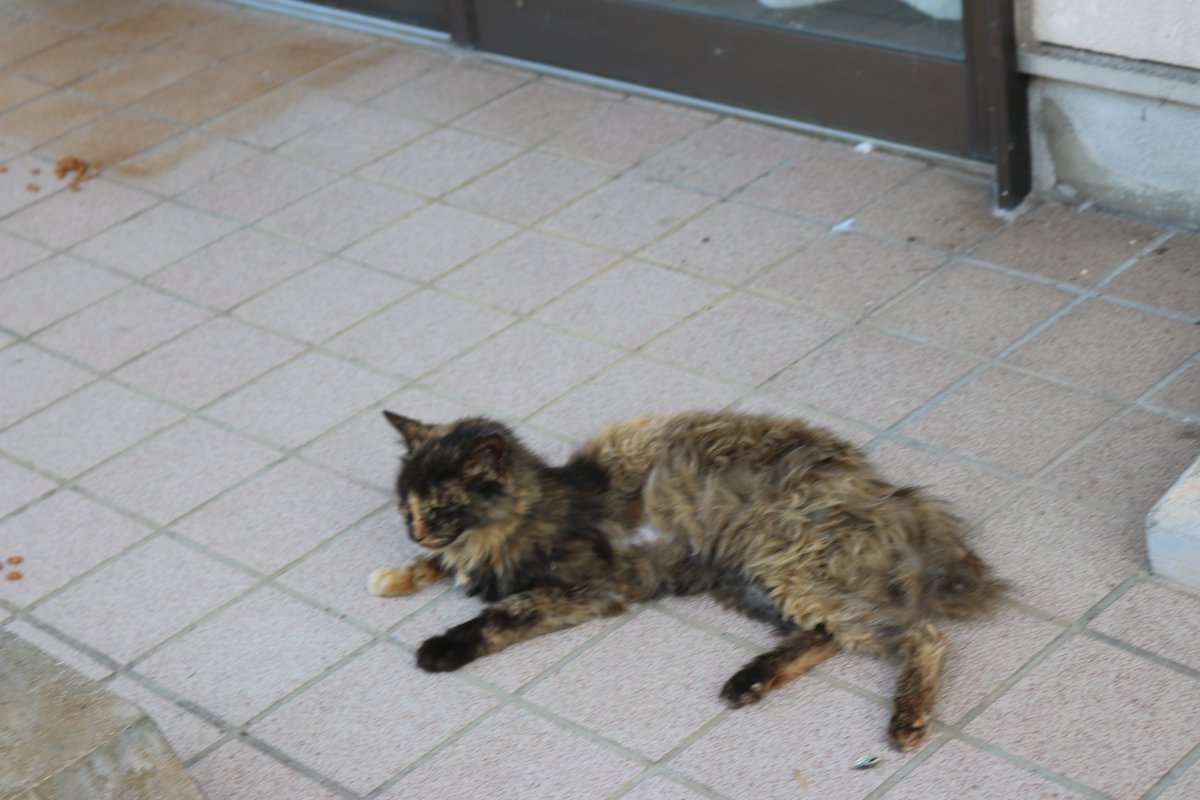 aoshima_cat's tweet photo. 毎日暑くて、猫はバテている（そのB）

風通しのよい日陰で寝てばかりの毎日です。
夜になって涼しくなると、やっと猫たちは起き上がり行動をしています。 https://t.co/WPLlfSPDzb