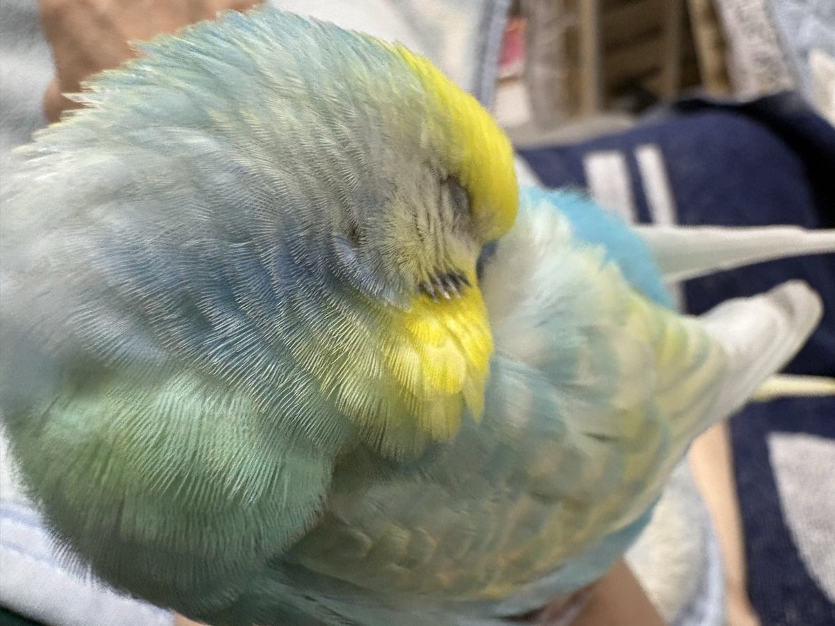 arubimama's tweet photo. 今日も身体の一部を占拠されて、身動き取れませんでした💦 https://t.co/cwbdG33Smu