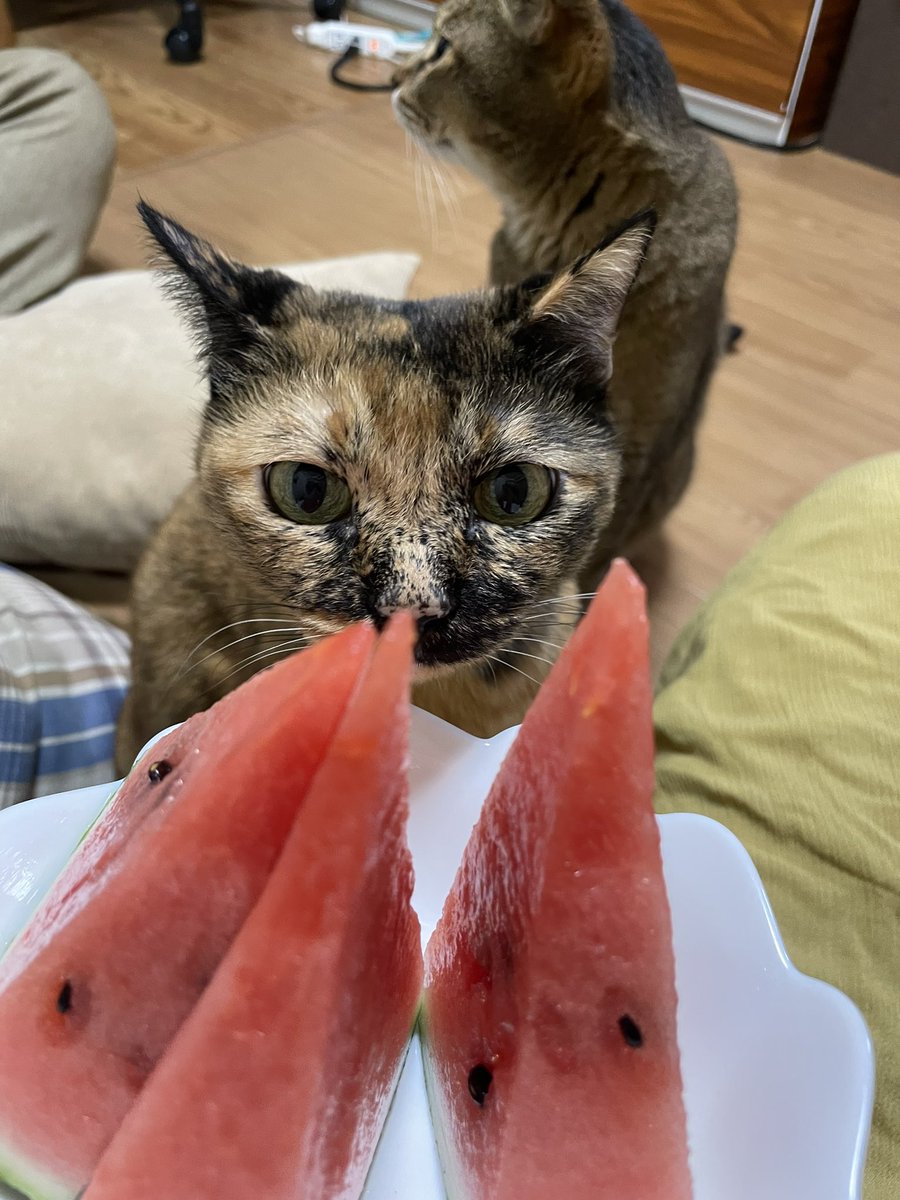 COCORO_noiro's tweet photo. 夏の風物詩。猫とスイカ🐱🍉
#猫 #猫のいる暮らし https://t.co/MZQxf3R9XS