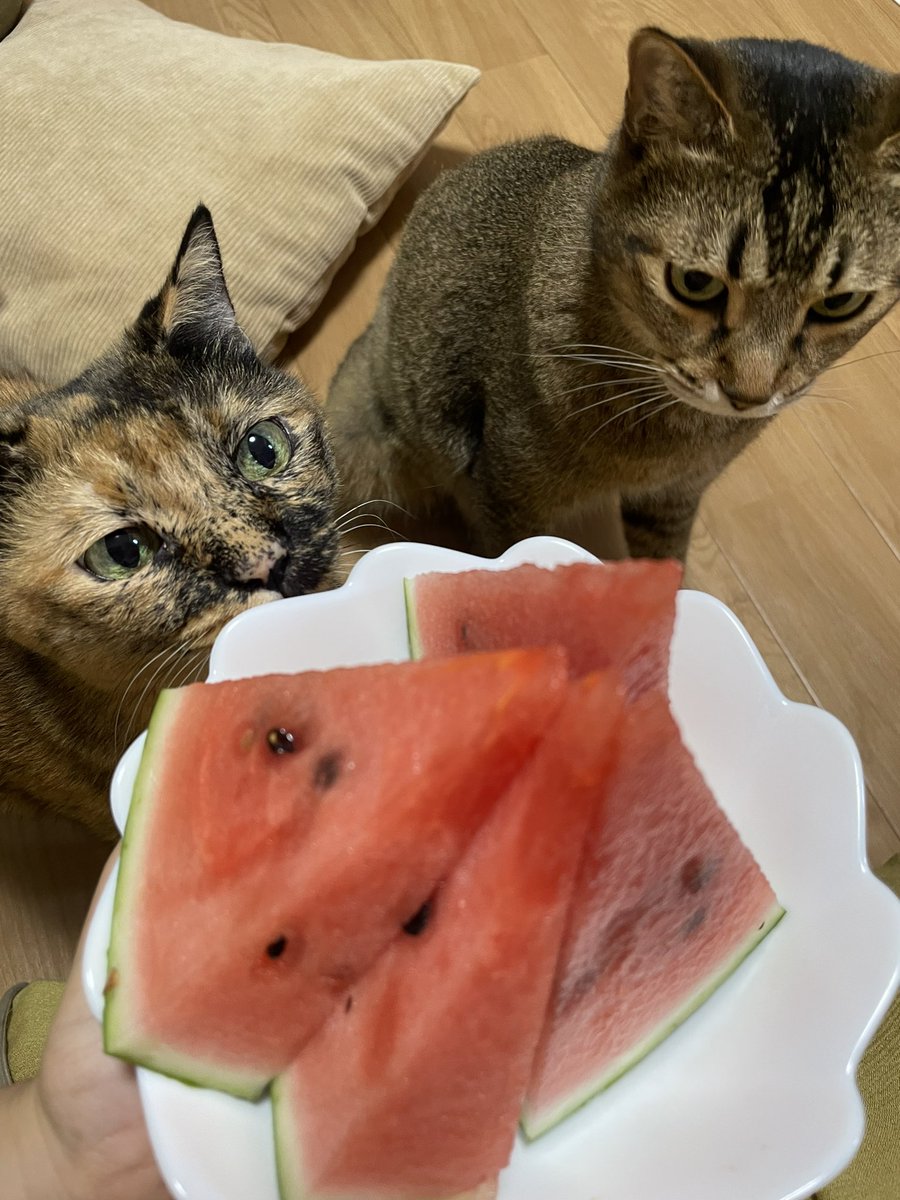 COCORO_noiro's tweet photo. 夏の風物詩。猫とスイカ🐱🍉
#猫 #猫のいる暮らし https://t.co/MZQxf3R9XS