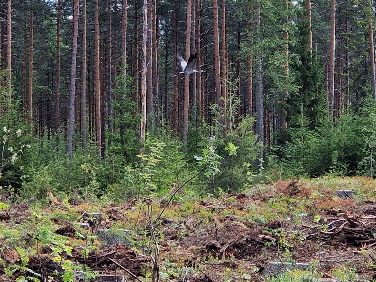TornyMogren's tweet photo. Lintuvisailu - kuka on hän? #helppo https://t.co/zpSutWyimO