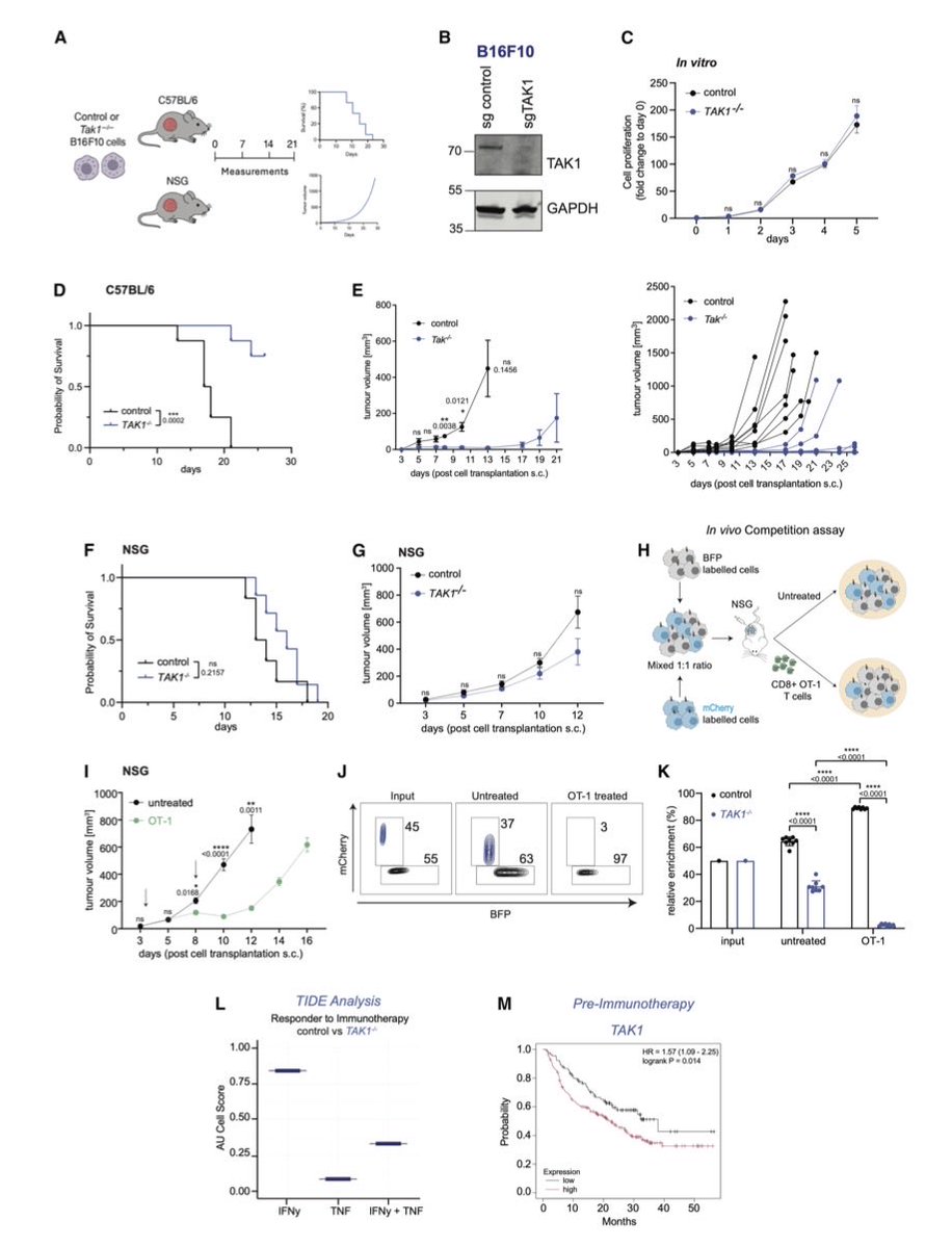 MarioBalsaMD's tweet photo. 🧬 TAK1: a tumor-intrinsic cytokine toxicity checkpoint controlling anti-cancer immunity (CRISPR screens, preclinical) @CellReports 
https://t.co/cX7AaR0n4X

▪️ TAK1 protects tumor cells from TNF + IFNγ-mediated killing
💥 TAK1 loss → cFLIP degradation → RIPK1/caspase-8 apoptosis
🎯 TAK1 loss improved tumor control & enhanced adoptive T-cell therapy in vivo

A way to help T cells take the tumor down could be…to take TAK1 away 😉

@OncoAlert
@OncoReporte @myESMO @_SEOM