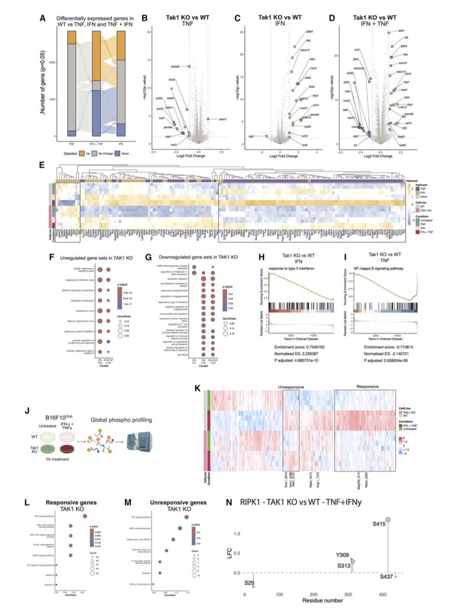 MarioBalsaMD's tweet photo. 🧬 TAK1: a tumor-intrinsic cytokine toxicity checkpoint controlling anti-cancer immunity (CRISPR screens, preclinical) @CellReports 
https://t.co/cX7AaR0n4X

▪️ TAK1 protects tumor cells from TNF + IFNγ-mediated killing
💥 TAK1 loss → cFLIP degradation → RIPK1/caspase-8 apoptosis
🎯 TAK1 loss improved tumor control & enhanced adoptive T-cell therapy in vivo

A way to help T cells take the tumor down could be…to take TAK1 away 😉

@OncoAlert
@OncoReporte @myESMO @_SEOM