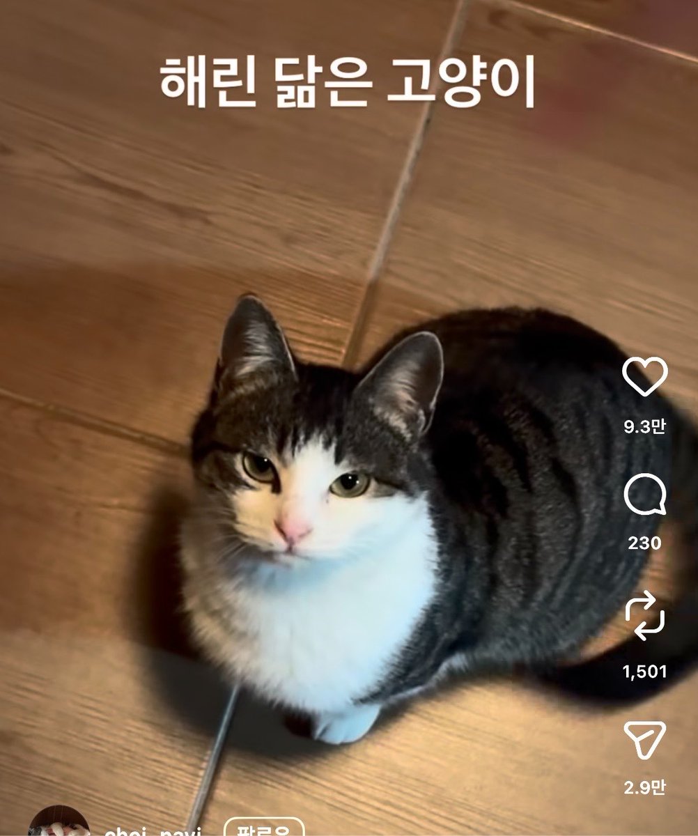 syrc5w's tweet photo. 고양이측에서 강해린모에화하는거 개웃
보통반대아니냐고 https://t.co/C8vyKaoJXO