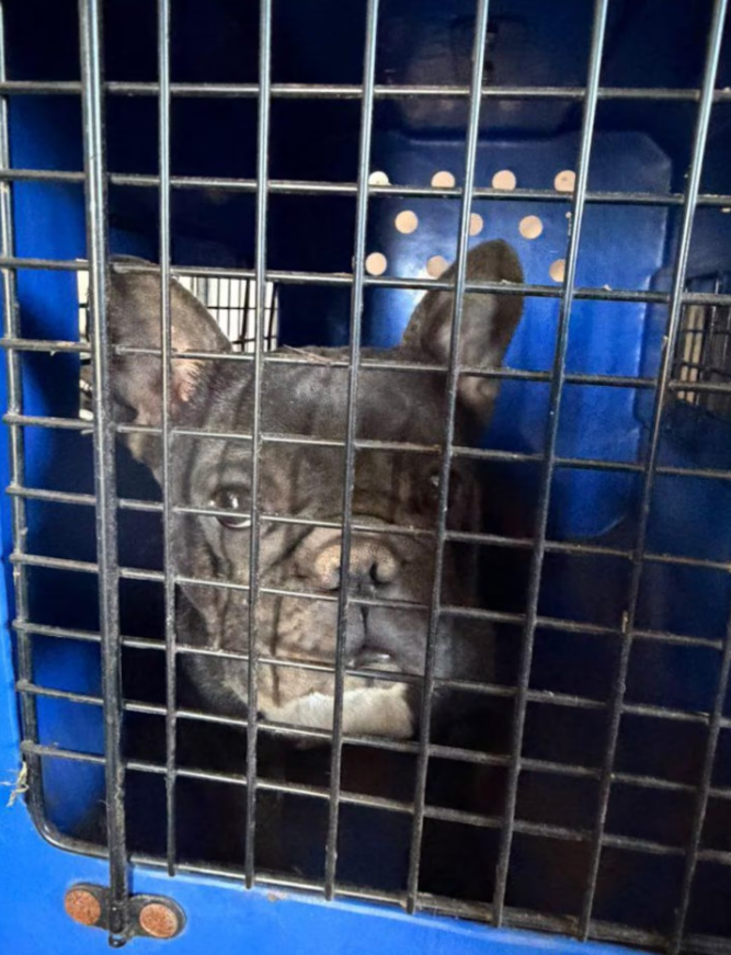infobae's tweet photo. RESCATARON MÁS DE 140 PERROS EN CRIADEROS DE CÓRDOBA Y HAY DOS IMPUTADOS

En Córdoba, un operativo judicial y policial derivó en el rescate de más de 140 perros que estaban enjaulados en criaderos y en la imputación de dos hombres mayores de edad, en una causa que investiga presunto maltrato animal y posibles irregularidades vinculadas con la actividad.

Según informó ElDocetv, los procedimientos estuvieron a cargo de la Unidad Territorial Integrada 14 y se desarrollaron en dos puntos de la provincia: barrio Los Boulevares y la localidad de Toledo. La intervención se activó luego de que veterinarios de Policía Judicial establecieran la existencia de actos compatibles con maltrato animal.

En el primero de los allanamientos, los investigadores encontraron 42 perros de razas Bulldog Inglés, Shih Tzu, Chihuahua y Pug Carlino. Por otro lado, en un segundo operativo, realizado en Toledo, aparecieron otros 104 canes de razas Pug Carlino y Bulldog Francés.

Infobae📎https://t.co/tQLNM3jSZY