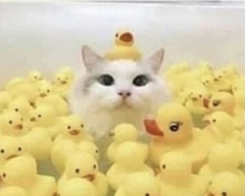 SortThemDucks's tweet photo. @morgipan quack helloo Sort Them Ducks will be out on the 13th of August (4 days!!!!) (also check ur DMs) https://t.co/J1A4tICpRq