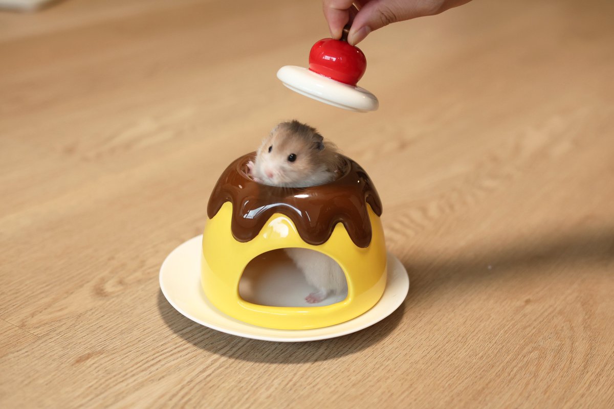 JOMIZOO_PET's tweet photo. 🍮プリン陶器ハウス、完成しました✨

ゴールデンにもドワーフにも使いやすいサイズ感🐹
底皿は取り外して洗えて、お手入れも簡単。
上の小さなフタから、中の様子をそっと覗けます👀

陶器なので夏はひんやり、冬はぬくもりをキープ。
冬季は保温用マット付きで販売予定です
#JOMIZOO #ハムスター https://t.co/ooVCRGXTI9