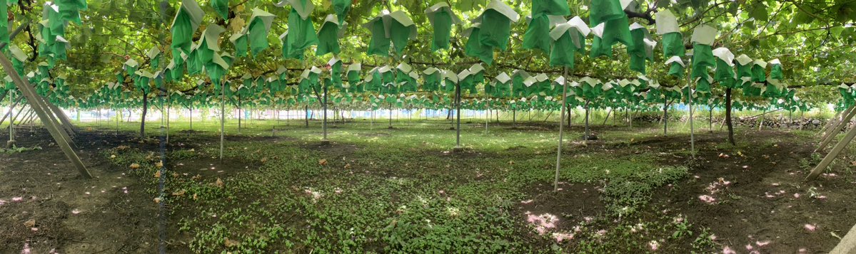 U_chan_877's tweet photo. あと1週間🍇 https://t.co/ya7wOCaVNQ