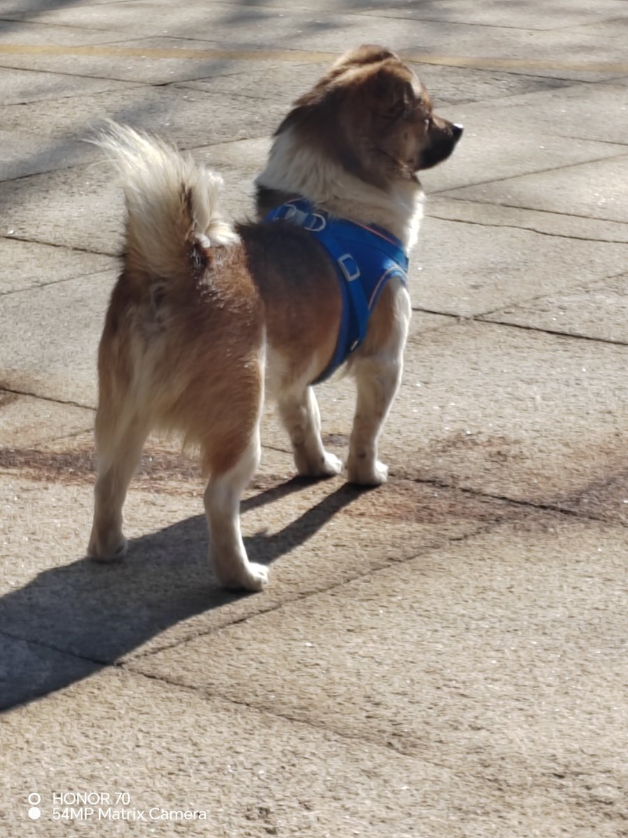 SpringWalltcnl's tweet photo. My little rescue pup just hit his 6-month mark—went from wobbly puppy steps to zooming around the yard like a tiny tornado in 180 days. Love watching him grow! https://t.co/JuGi57A4pN