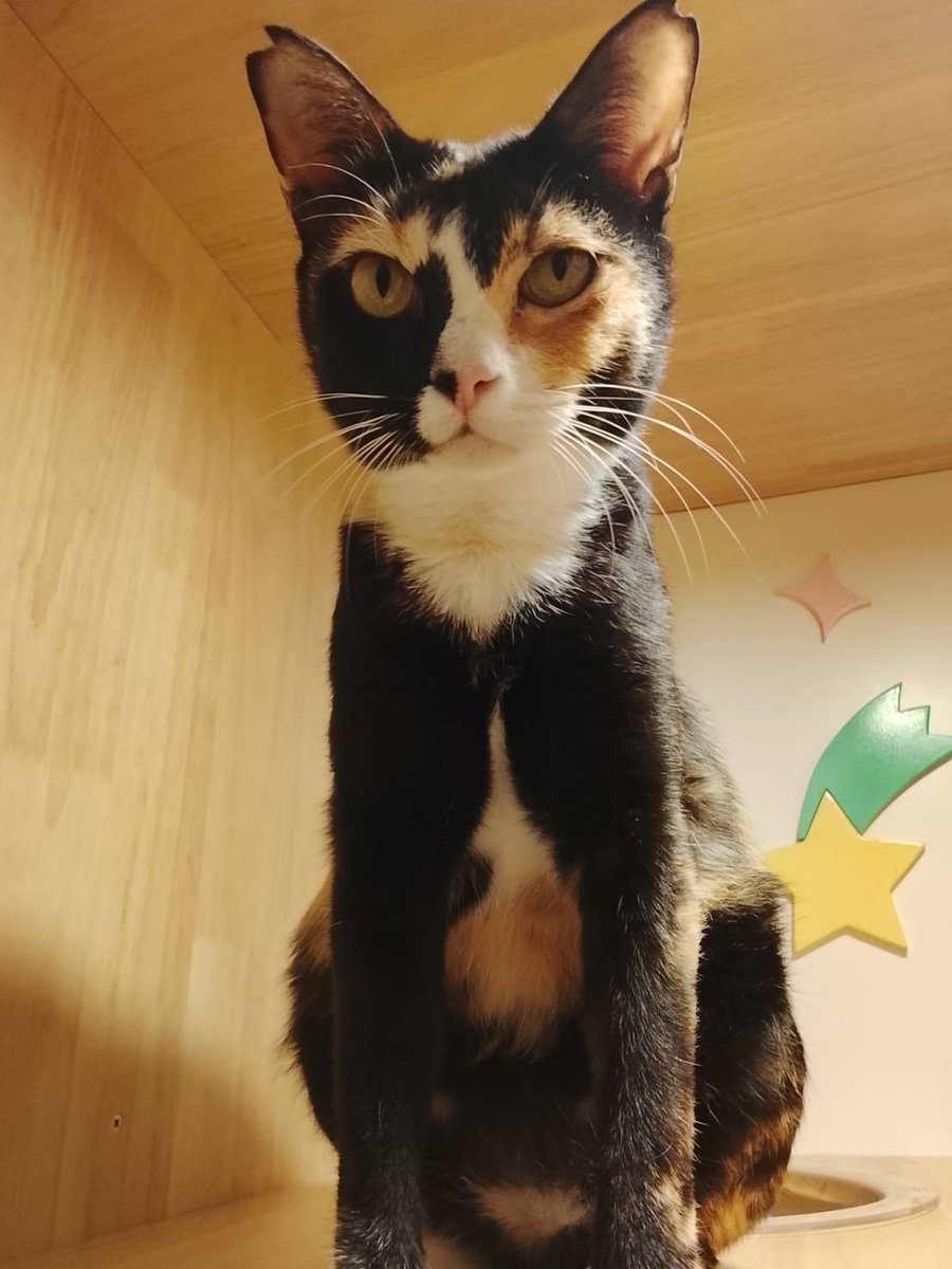 CatsterClub's tweet photo. หาบ้านให้น้องแมว (ฝากประกาศ)
*แมวจร อายุราว 2 ปี เพศเมีย  
พิกัด :  ฝากไว้ชั่วคราวที่ Pet-B Clinic ในโครงการเวร่า เขตลาดกระบัง กทม. 
ติดต่อ : คุณ ศริน 063-1159075 หรือ Line ID : bxbxbo
เรื่องราว : น้องเป็นแมวจรที่ถูกพบที่แถวลุมพินี ล่าสุดพึ่งถูกช่วยเหลือจากการระดมทุนเพื่อให้ได้รับการผ่าตัดกระจกตาอักเสบ กลับมาหายดีแล้ว หมอปล่อยให้กลับบ้านได้ ตอนนี้ฝากน้องไว้ที่คลีนิคPet-Bไว้ชั่วคราว เหลือเวลาอีกไม่กี่วัน หากไม่มีคนรับเลี้ยง น้องอาจจะต้องถูกปล่อยกลับไปเป็นแมวจรทีเหมือนเดิมเก่า ช่วยเมตตาน้องด้วยนะคะ สนใจ แวะไปดูน้องที่คลีนิค ก่อนได้
นิสัย :  นิสัยดีค่ะ เข้าคนง่าย ชอบส่งเสียงคุยกับคน ขี้อ้อน เข้ากระบะได้ บางทีชอบนอนในกระบะ (หมอบอกอาจเคยมีเจ้าของมาก่อน)....ขอบคุณมากๆค่ะ
ใครสนใจรับดูแลติดต่อหาเจ้าของได้เลยนะคะ หรือ ช่วยกันรีกระจายข่าวก็ได้ค่ะ มาช่วยกันหาบ้านอันอบอุ่นให้น้องกันนะคะ