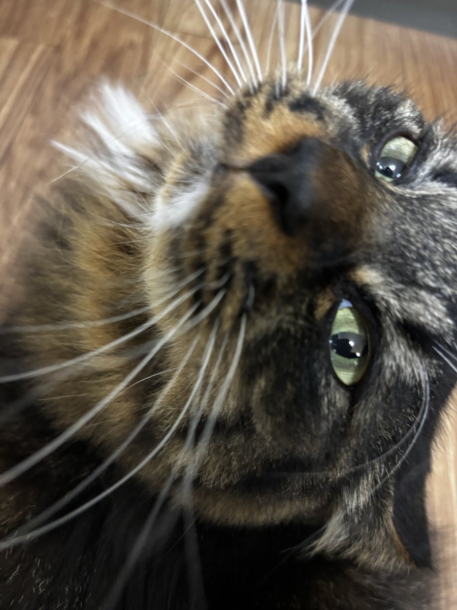 sabatorakajitsu's tweet photo. 日課のブラッシング🐈もっとやれやれ！と振り返って目で訴える。後脚の無駄に長い毛を指で切る真似したらご立腹。唸ってきたけど、切ってないからな、おい。 https://t.co/XMKV3aKMQV