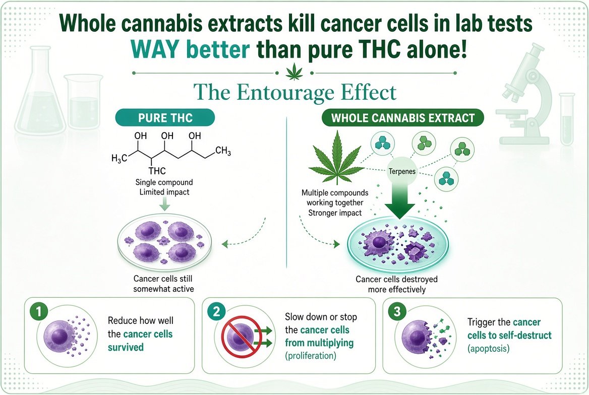 marclanders's tweet photo. Whole cannabis extracts kill cancer cells in lab tests WAY better than pure THC alone!

The entourage effect.

The results showed that certain whole cannabis extracts could:

Reduce how  well the cancer cells survived 

Slow down or stop the cancer cells from  multiplying (proliferation) 

Trigger the cancer cells to self-destruct (a  process called apoptosis)
https://t.co/6XDhfpZvbt