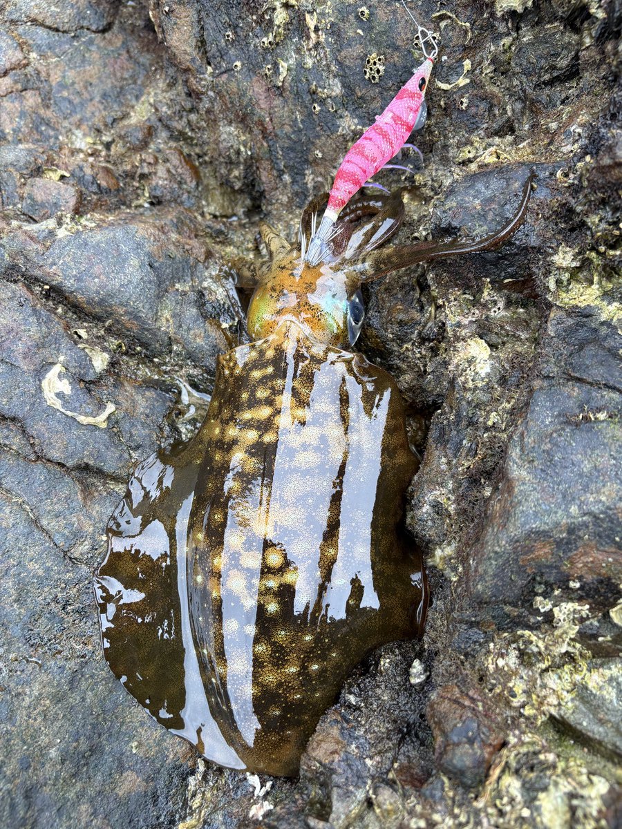 thuri_ngsk's tweet photo. トップチヌ🐟はでませんでしたが、サブサーフェスイカ🦑は釣れました。2ハイだけお持ち帰り💑 https://t.co/jquyfnmgU8